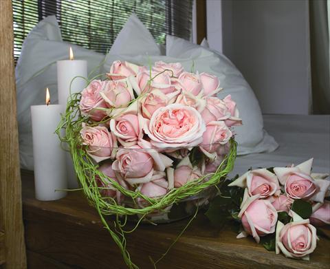 photo of flower to be used as: Pot and bedding Rosa Tea Aphrodite®