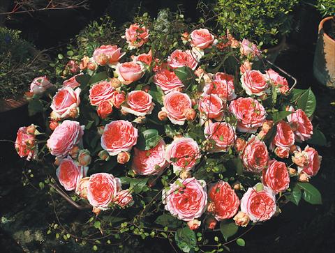 photo of flower to be used as: Bedding / border plant Rosa Tea Chippendale®
