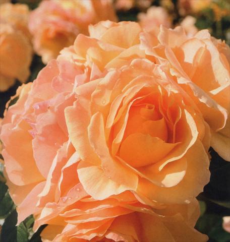 photo of flower to be used as: Pot and bedding Rosa floribunda Hansestadt Rostock®