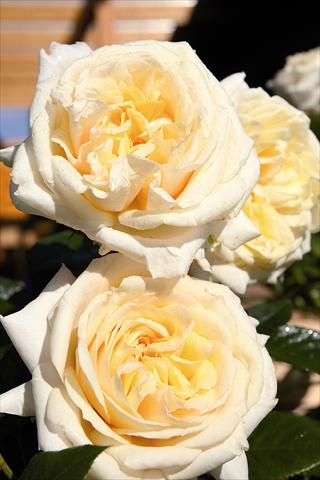 photo of flower to be used as: Bedding / border plant Rosa Tea My Girl®