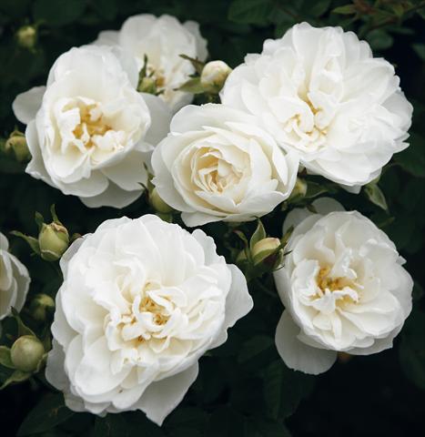 Foto fiore da  Vaso, aiuola, balcone Rosa Tea White Babyflor®