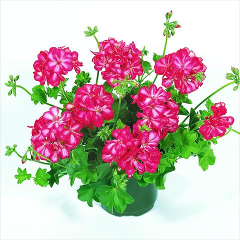 Foto fiore da  Basket o vaso Pelargonium peltatum RED FOX Pacific Bright Red Star