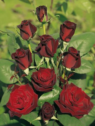 photo of flower to be used as: Bedding / border plant Rosa Tea Barkarole®