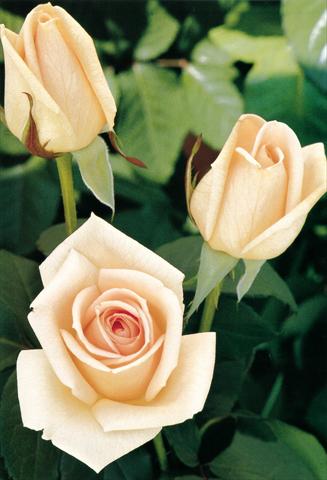 photo of flower to be used as: Bedding / border plant Rosa Tea Osiana®