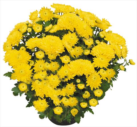 Foto fiore da  Vaso e aiola Chrysanthemum Chama Giallo®