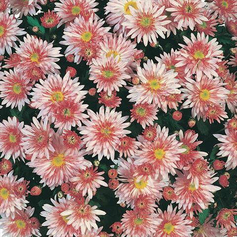 photo of flower to be used as: Pot and bedding Chrysanthemum Mme Nicole Falce Rose®
