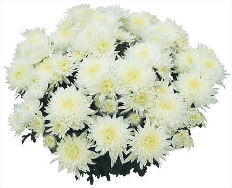 Foto fiore da  Vaso e aiola Chrysanthemum Tarquinia Bianco