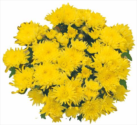 Foto fiore da  Vaso e aiola Chrysanthemum Tarquinia Giallo