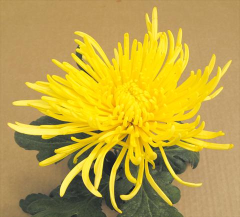 Foto fiore da  Vaso e aiola Chrysanthemum Veneri Giallo