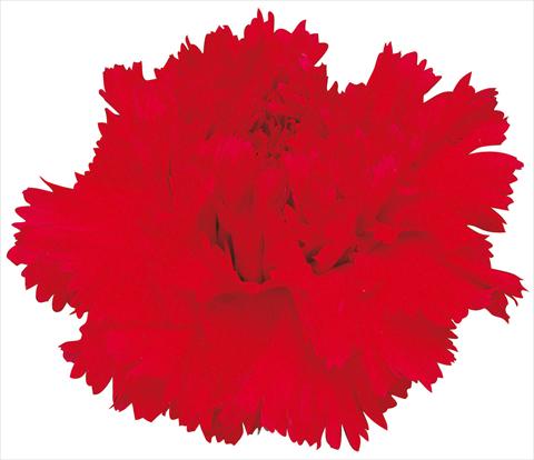 photo of flower to be used as: Cutflower Dianthus caryophyllus Leopardi