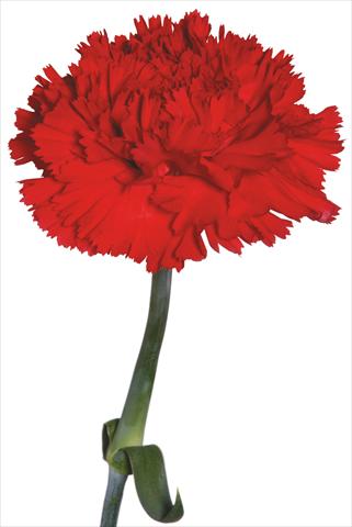 Foto fiore da  Reciso Dianthus caryophyllus Pintado