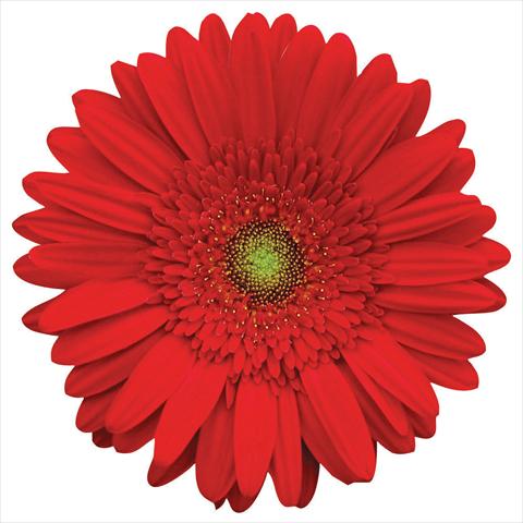 photo of flower to be used as: Pot Gerbera jamesonii Natasha