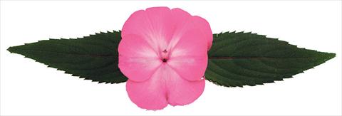 Foto fiore da  Vaso e aiola Impatiens N. Guinea Galaxy® Norma