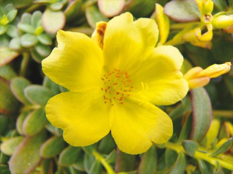 Foto fiore da  Vaso, aiuola, balcone, basket Portulaca Electric Lemon®