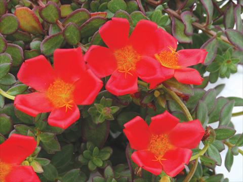 Foto fiore da  Vaso, aiuola, balcone, basket Portulaca Electric Red®