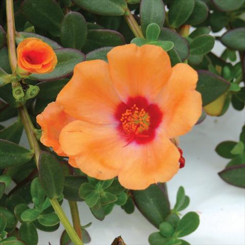 Foto fiore da  Vaso, aiuola, balcone, basket Portulaca Electric Salmon®