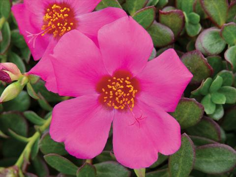 Foto fiore da  Vaso, aiuola, balcone, basket Portulaca Electric Violet®