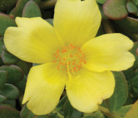 Foto fiore da  Vaso, aiuola, balcone, basket Portulaca Electric Yellow®