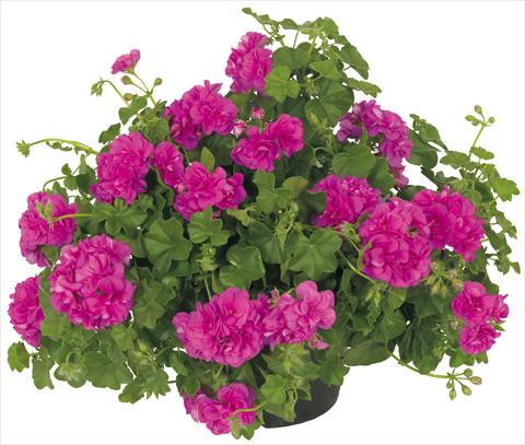 Foto fiore da  Vaso, balcone, basket Pelargonium peltatum Universe Compact Chamaleon®