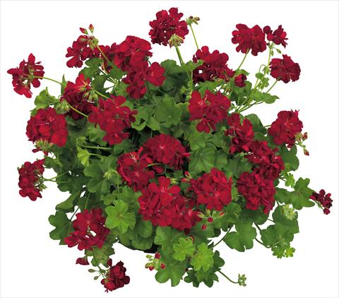 Foto fiore da  Vaso, balcone, basket Pelargonium peltatum Universe Compact Nekkar®