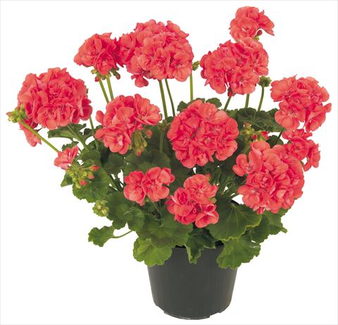 Foto fiore da  Balcone, vaso Pelargonium zonale Solar Light Ambrosia®