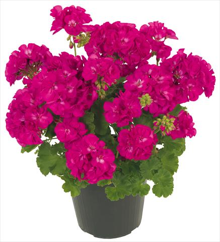 Foto fiore da  Balcone, vaso Pelargonium zonale Solar Light Maia®