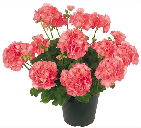 photo of flower to be used as: Patio, pot Pelargonium zonale Solar Light Proxima®