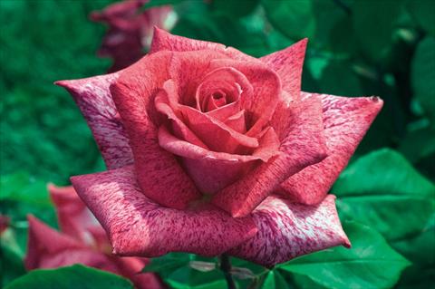 photo of flower to be used as: Pot and bedding Rosa Tea Pierre Cardin®