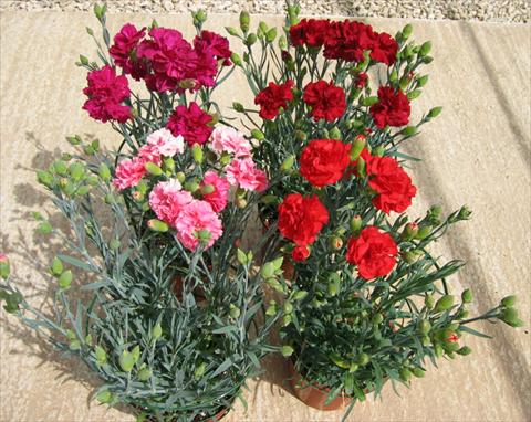 Foto fiore da  Vaso e aiola Dianthus caryophyllus CanCan F1 Cocktail Party Mix