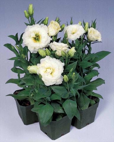 Foto fiore da  Vaso e aiola Lisianthus (Eustoma rusellianum) Matador White