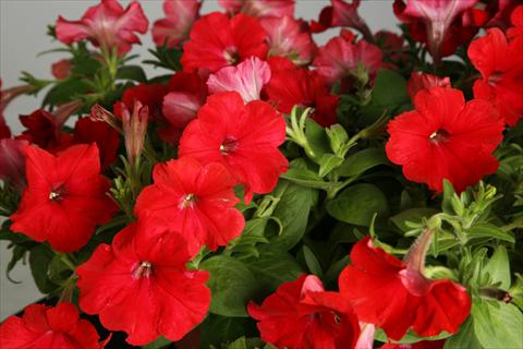 Foto fiore da  Vaso, balcone, basket Petunia Explorer Scarlet