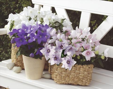 photo of flower to be used as: Pot, bedding, patio, basket Platycodon Astra Mixture