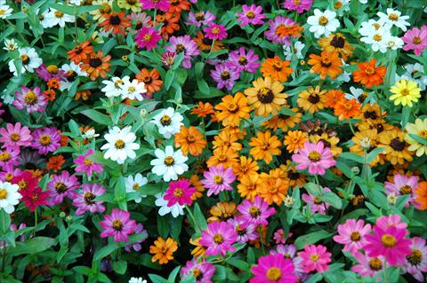 Foto fiore da  Vaso e aiola Zinnia interspecifica Profusion