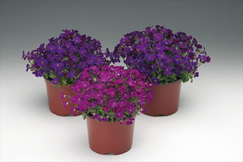 Foto fiore da  Aiuola e/o bordura Aubrieta hybrida Audrey™ F1 Red Purple Mix