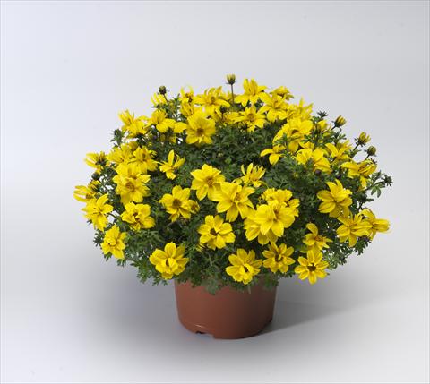 Foto fiore da  Vaso, balcone, basket Bidens ferulifolia Solaire® Double Compact