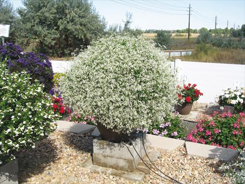 Foto fiore da  Basket o vaso Euphorbia hypericifolia Euphoric White