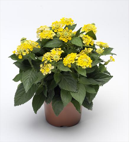 Foto fiore da  Vaso, aiuola, balcone Lantana camara Bandana® Yellow