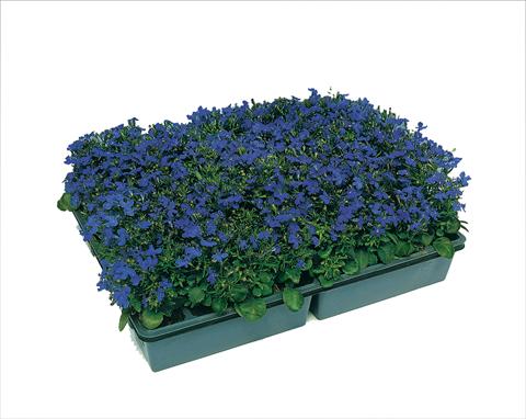 Foto fiore da  Vaso, balcone, basket Lobelia erinus Moon Blue