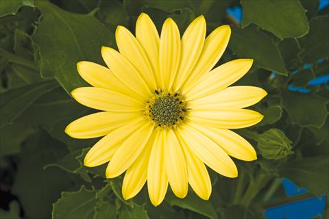 Foto fiore da  Vaso e aiola Osteospermum ecklonis Tradewinds® Yellow