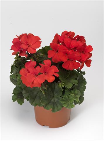 Foto fiore da  Balcone, vaso Pelargonium hybrid Dark Caliente® Orange