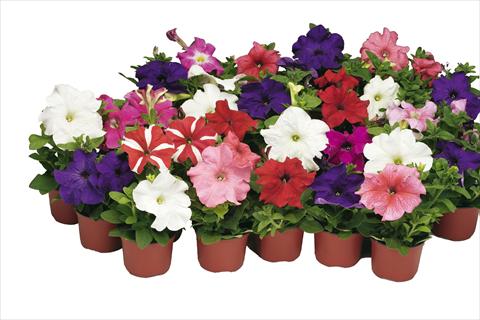 Foto fiore da  Vaso e aiola Petunia grandiflora Bravo® Formula Mix