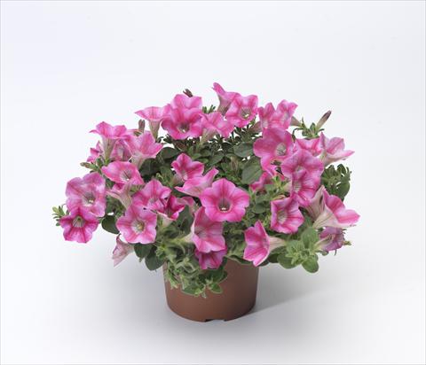 Foto fiore da  Vaso, balcone, basket Petunia hybrida Whispers® Rose Star