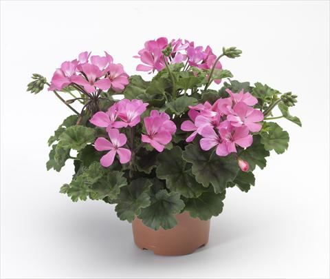 Foto fiore da  Balcone, vaso Pelargonium hybrid Dark Caliente® Pink