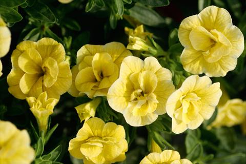 Foto fiore da  Vaso, balcone, basket Calibrachoa MiniFamous® Double Lemon