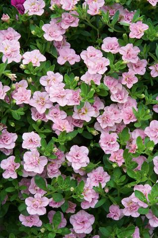 Foto fiore da  Vaso, balcone, basket Calibrachoa MiniFamous® Double Pink Blush evol