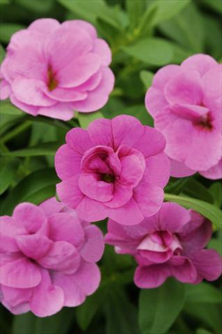 Foto fiore da  Vaso, balcone, basket Calibrachoa MiniFamous® Double Pink