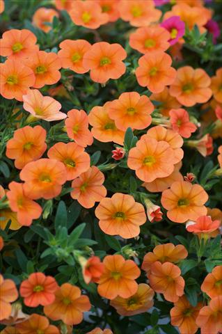 Foto fiore da  Vaso, balcone, basket Calibrachoa MiniFamous® Orange evol