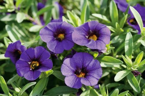 Foto fiore da  Vaso, balcone, basket Calibrachoa MiniFamous® Neo Royal Blue