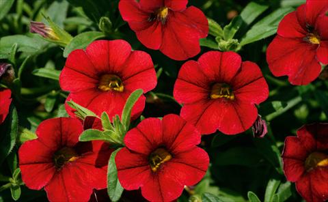 Foto fiore da  Vaso, balcone, basket Calibrachoa MiniFamous® Sangria evol