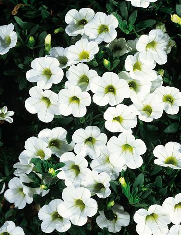 Foto fiore da  Vaso, balcone, basket Calibrachoa MiniFamous® White